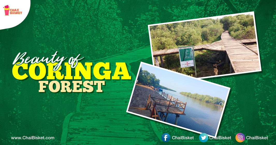 These Beautiful Pictures Of Konaseema's Coringa Forest Will Make You Wanna Pack Your Bags Right Now!