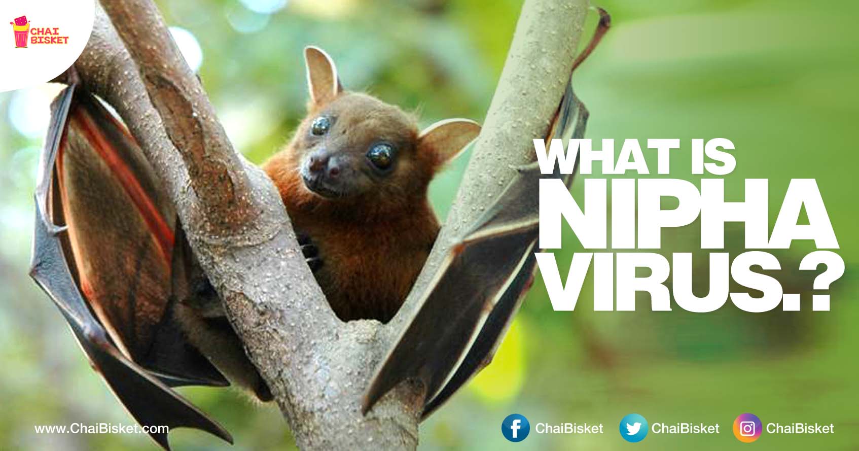 Symptoms, Prevention & Backstory .. Here's Everything About The Deadly Nipha Virus Outbreak!