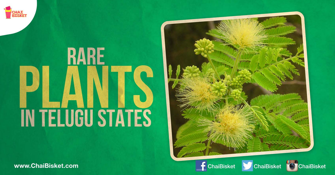 All You Need To Know About The Rare Plants Which Only Grow In The Soils Of AP & Telangana!