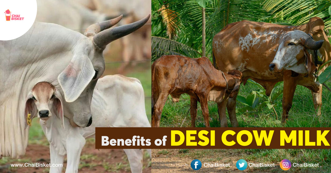 Benefits Everyone Should Know About Our Desi/Indian Cow Milk and Ghee