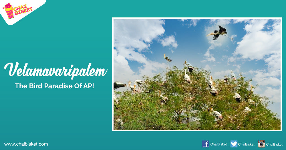 All You Need To Know About Velamavaripalem - AP's Very Own Bird Paradise!