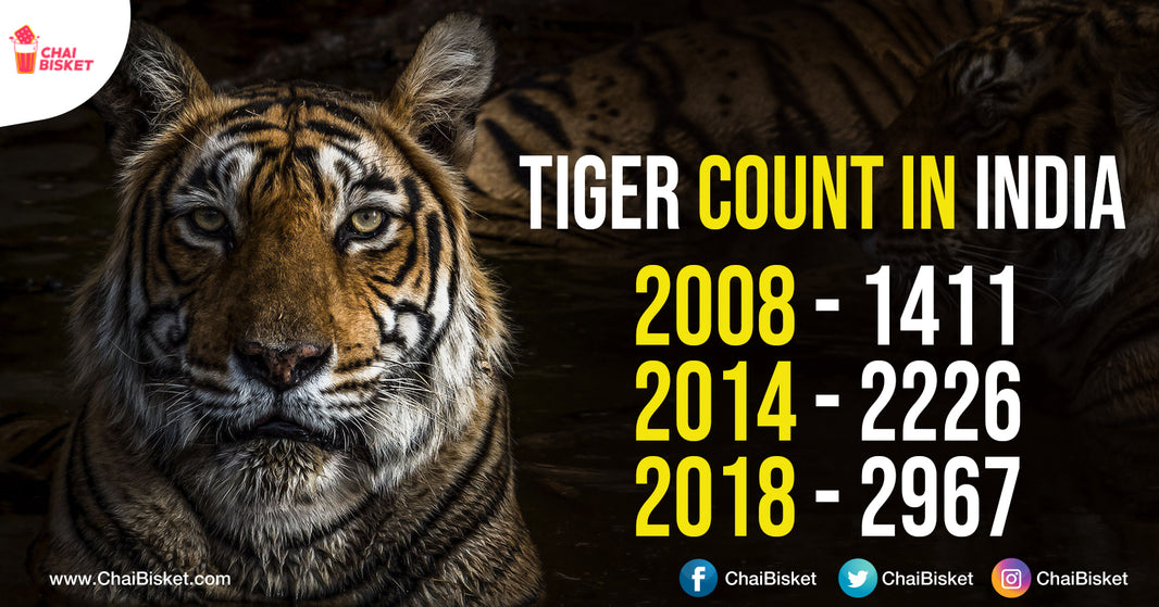 On The World Tigers Day, Here Are A Few Amazing Facts & Pics