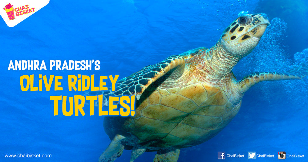 Meet The Olive Ridley Turtles Found Largely On The Coast Of Andhra Pradesh!