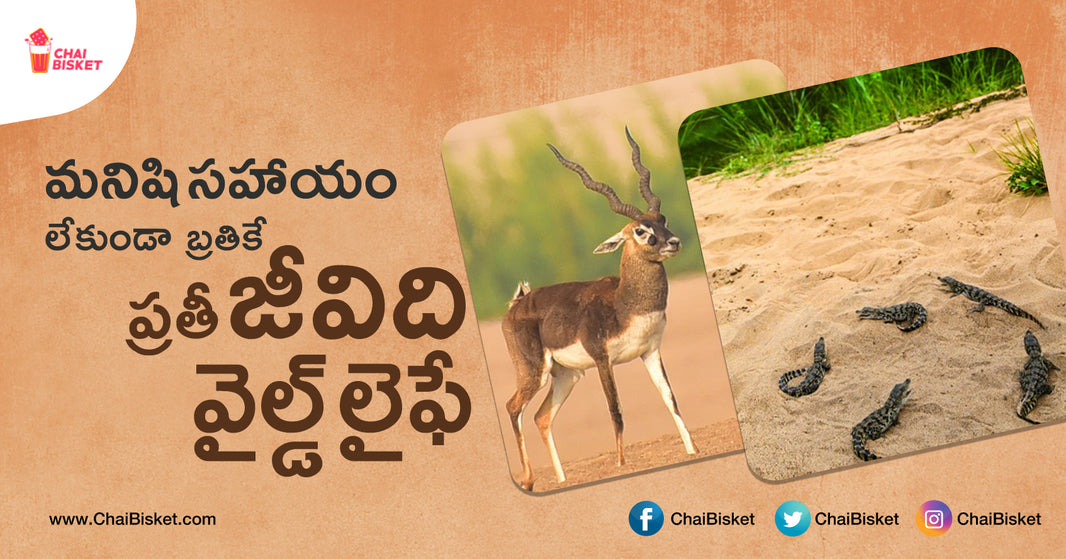 This Man Captures Rare Species Of Animals That Are Present All Across Telugu States